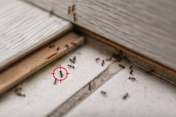 Best Wasp Removal Services  in Yosemite Valley, CA