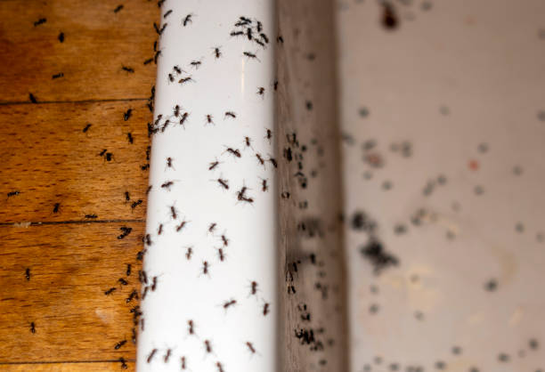 Best Residential Pest Control  in Yosemite Valley, CA
