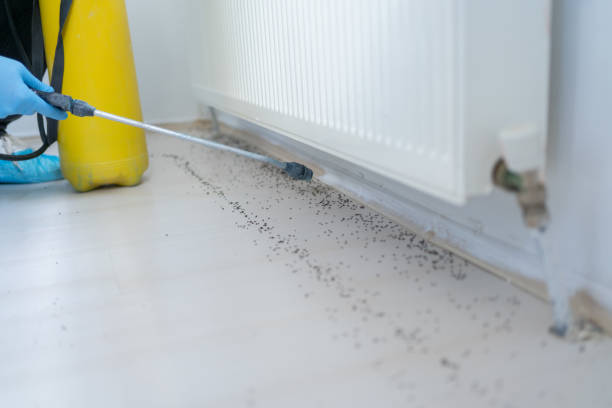 Best Termite Control Services  in Yosemite Valley, CA