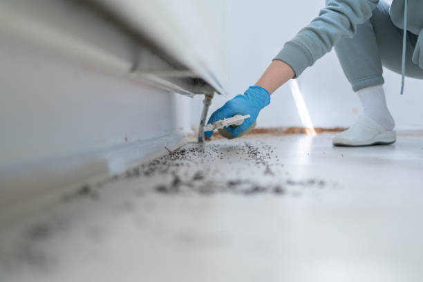 Best Mosquito Control Services  in Yosemite Valley, CA